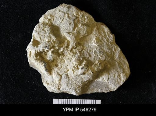 Asteriacites sp.