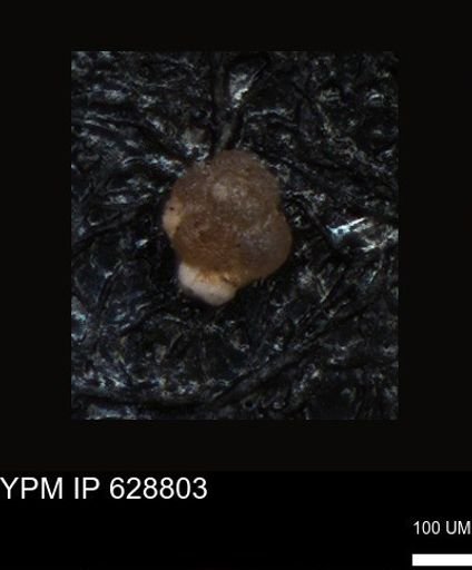 undet. Foraminiferida