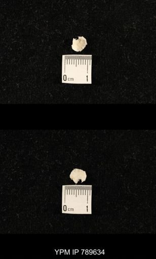undet. Brachiopoda