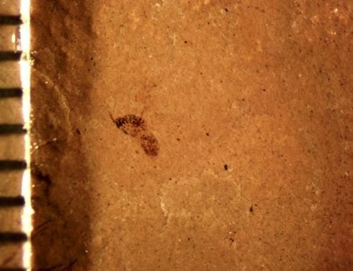 Hymenoptera?