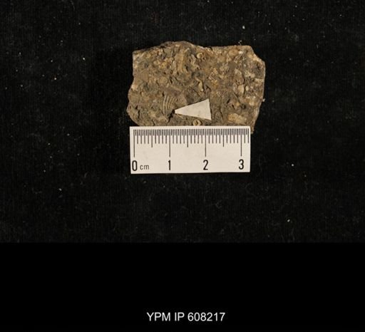 Spiriferina kentuckiensis