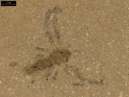 undet. Araneida