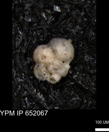 undet. Rugoglobigerinidae