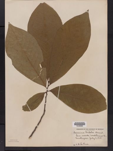 Asimina triloba