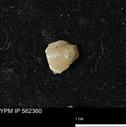 Limopsis striatopunctatus