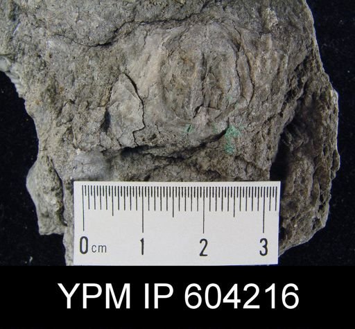 Stropheodonta beckii