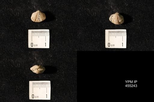 Platystrophia elegantula