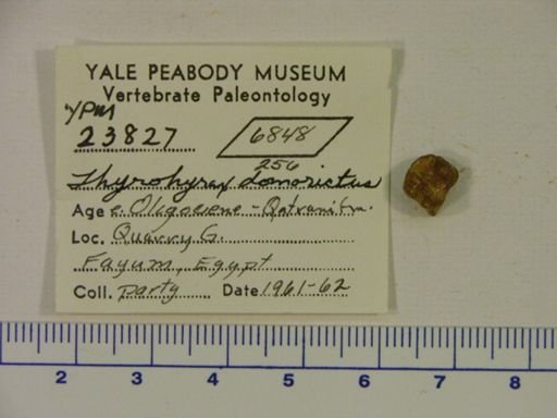 Thyrohyrax domorictus