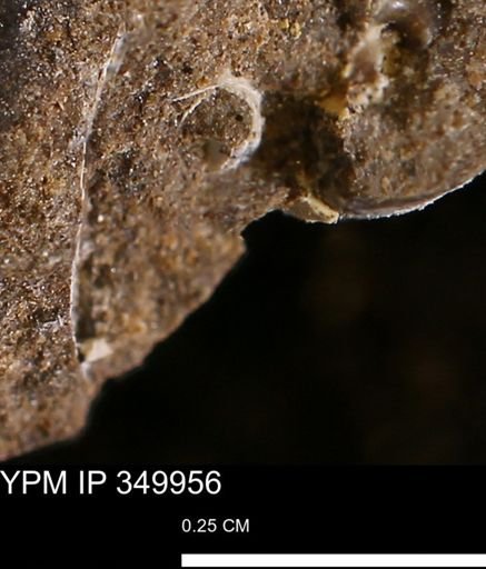 undet. Scaphopoda