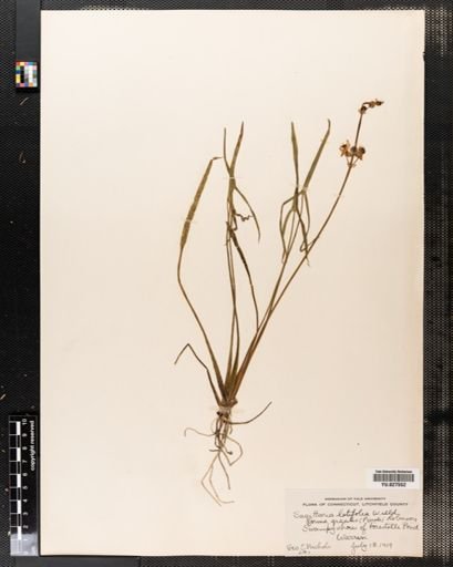 Sagittaria latifolia