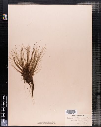 Eleocharis acicularis