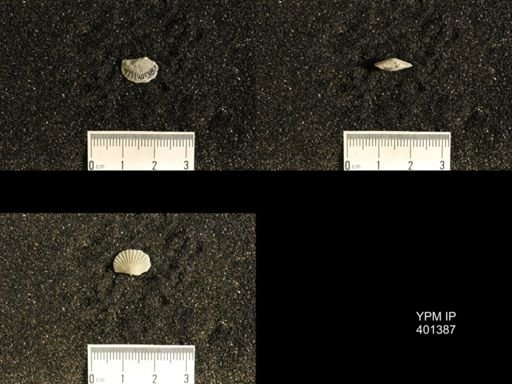 Plectorthis plicatella