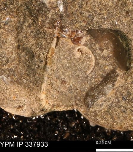 undet. Gastropoda