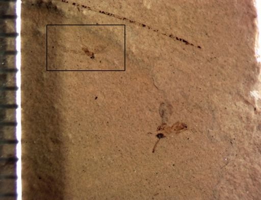 undet. Diptera