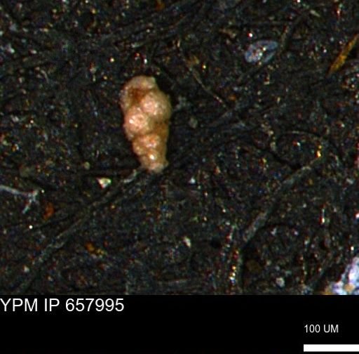 Verneuilinoides kansasensis