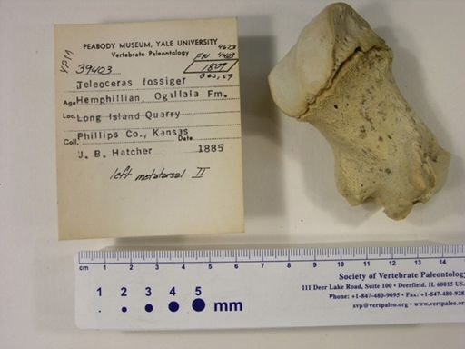 Teleoceras fossiger