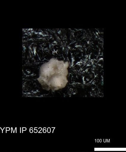 undet. Foraminiferida
