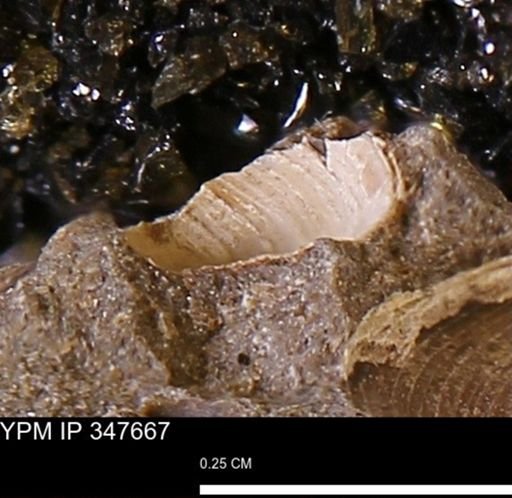 undet. Bivalvia