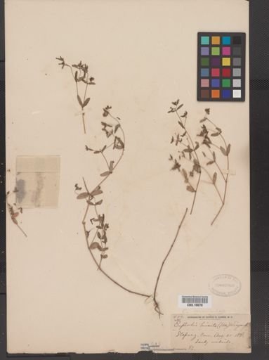 Euphorbia vermiculata