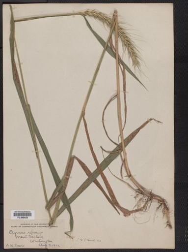 Elymus riparius