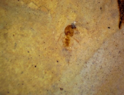 undet. Diptera