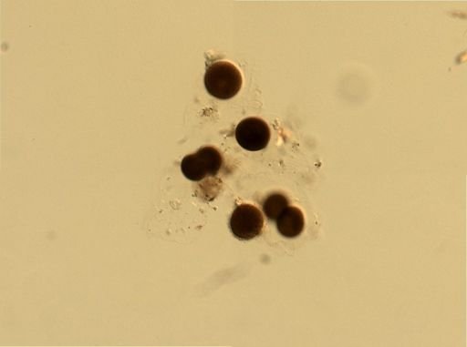 Branchiostoma