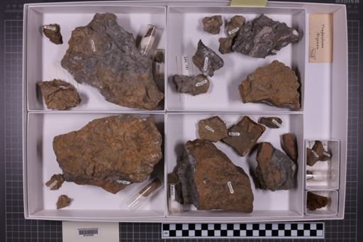 mixed taxa, stratigraphic collection