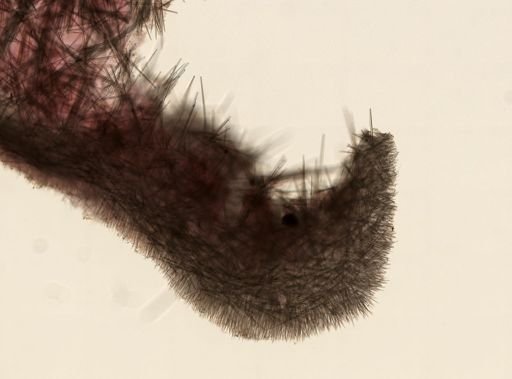 Polymastia