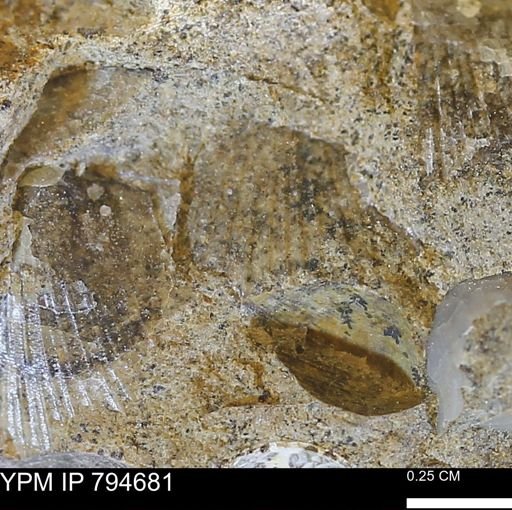 Oxytoma (Hypoxytoma) nebrascana