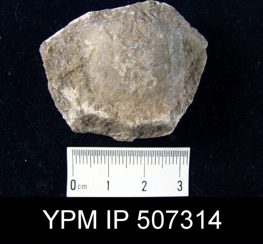 Stropheodonta concava