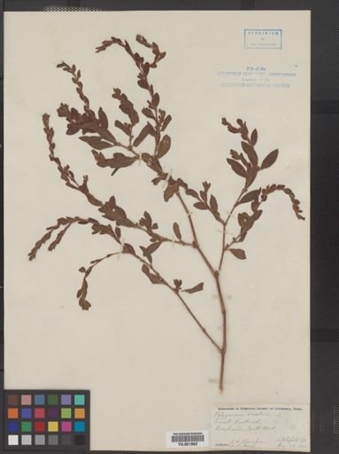 Polygonum erectum