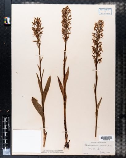 Habenaria lacera