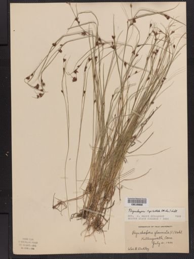 Rhynchospora glomerata