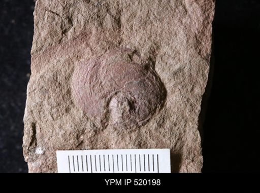 undet. Gastropoda