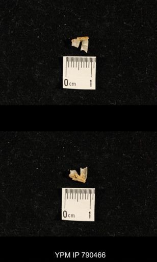 taxon undetermined
