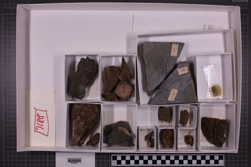 mixed taxa, stratigraphic collection
