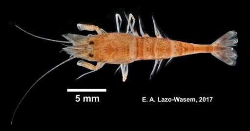 Crangon septemspinosa