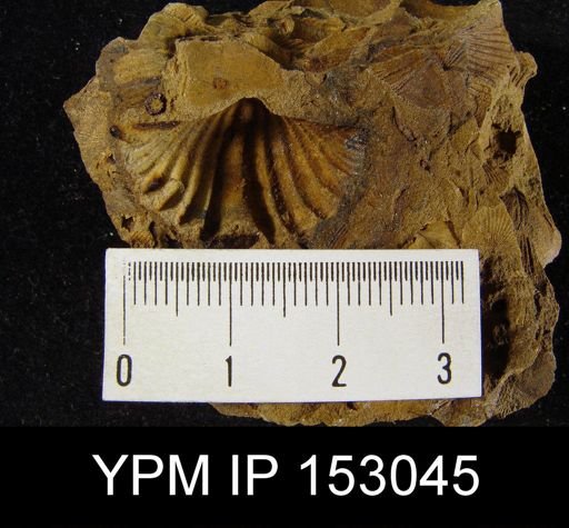 Arduspirifer sp.