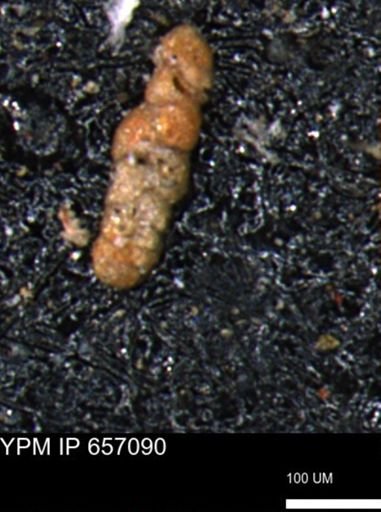 Ammobaculoides phaulus