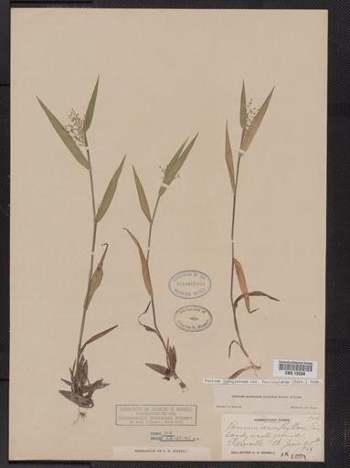 Panicum lanuginosum