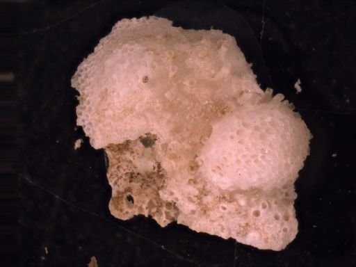 Bryozoa
