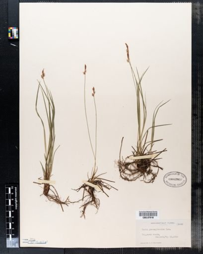 Carex pensylvanica