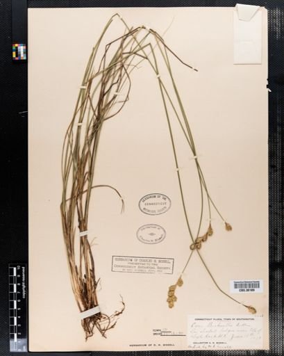Carex bicknellii