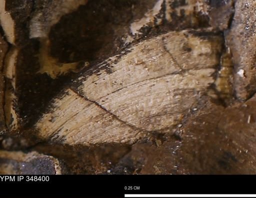 Limopsis striatopunctatus