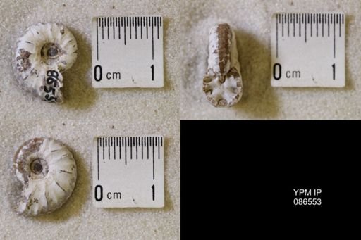 undet. Scaphitidae