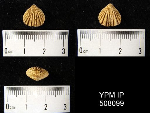 undet. Rhynchonellida