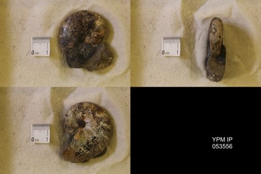 undet. Scaphitidae