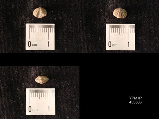 Platystrophia mimuta