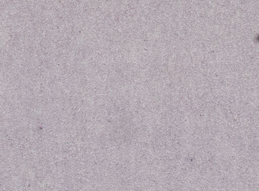 Plasmodium relictum