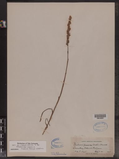 Spiranthes praecox